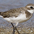 Siberian Sand Plover<br />Canon EOS 7D + EF400 F5.6L
